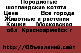 Породистые шотландские котята. › Цена ­ 5 000 - Все города Животные и растения » Кошки   . Московская обл.,Красноармейск г.